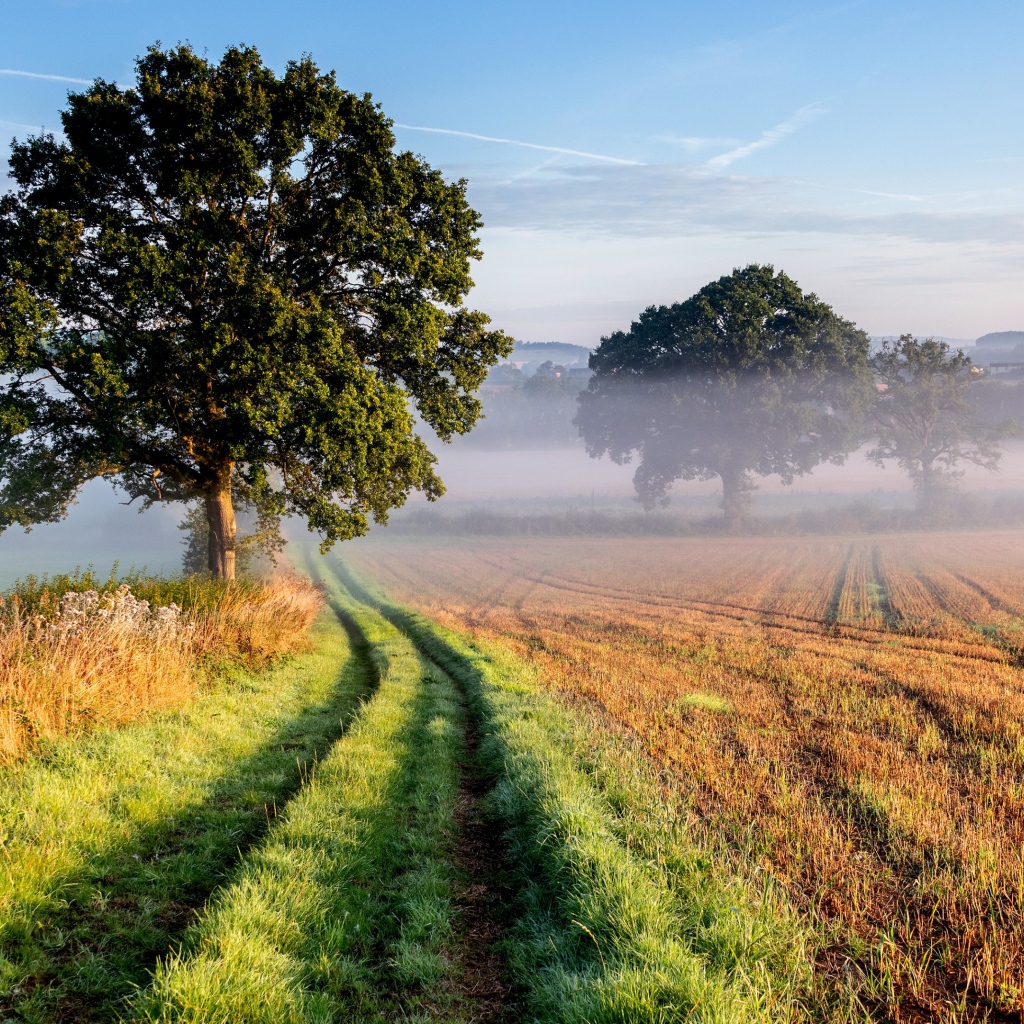 Высокое ветвистое дерево у дороги в поле 