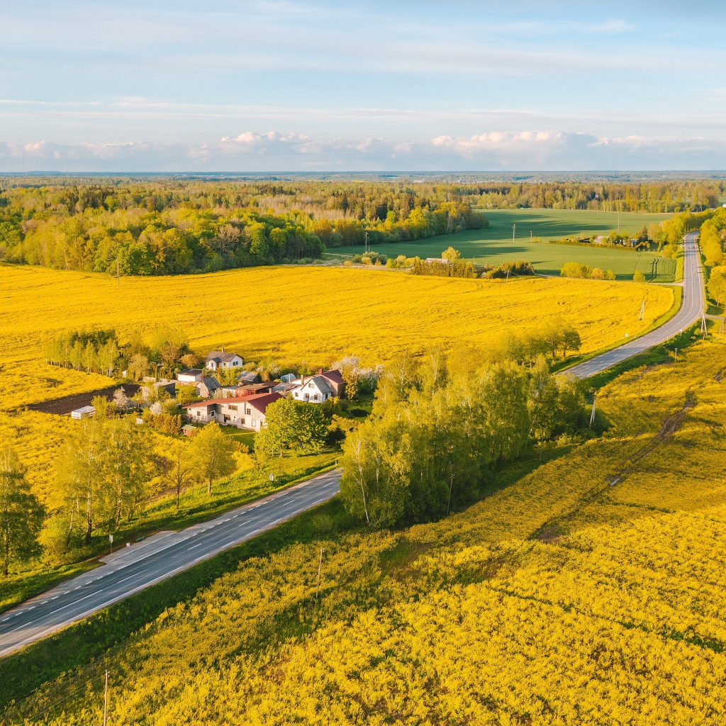 Желтые рапсовые поля, вид сверху