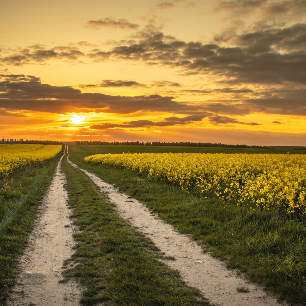 Желтые рапсовые поля на закате солнца 