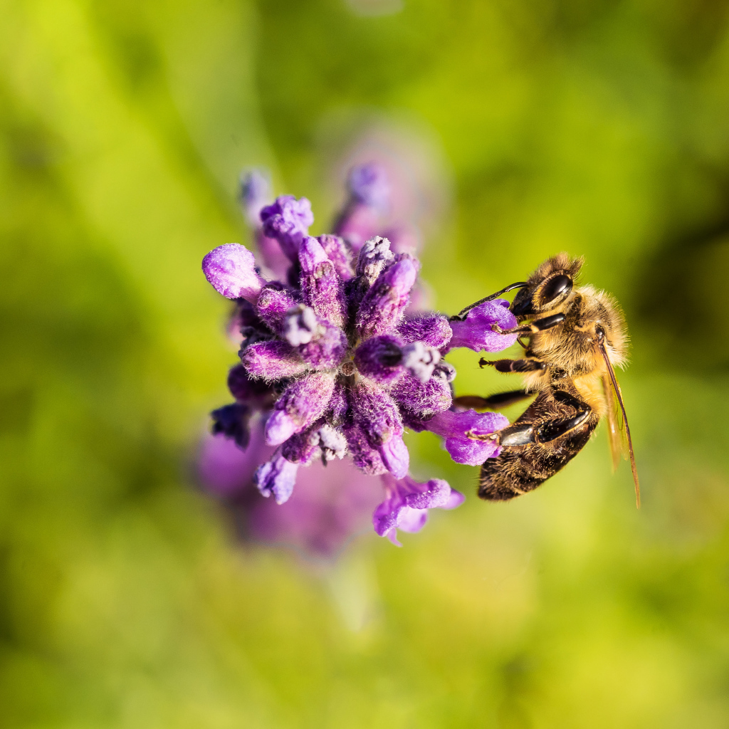 Пчела собирает нектар на фиолетовом цветке