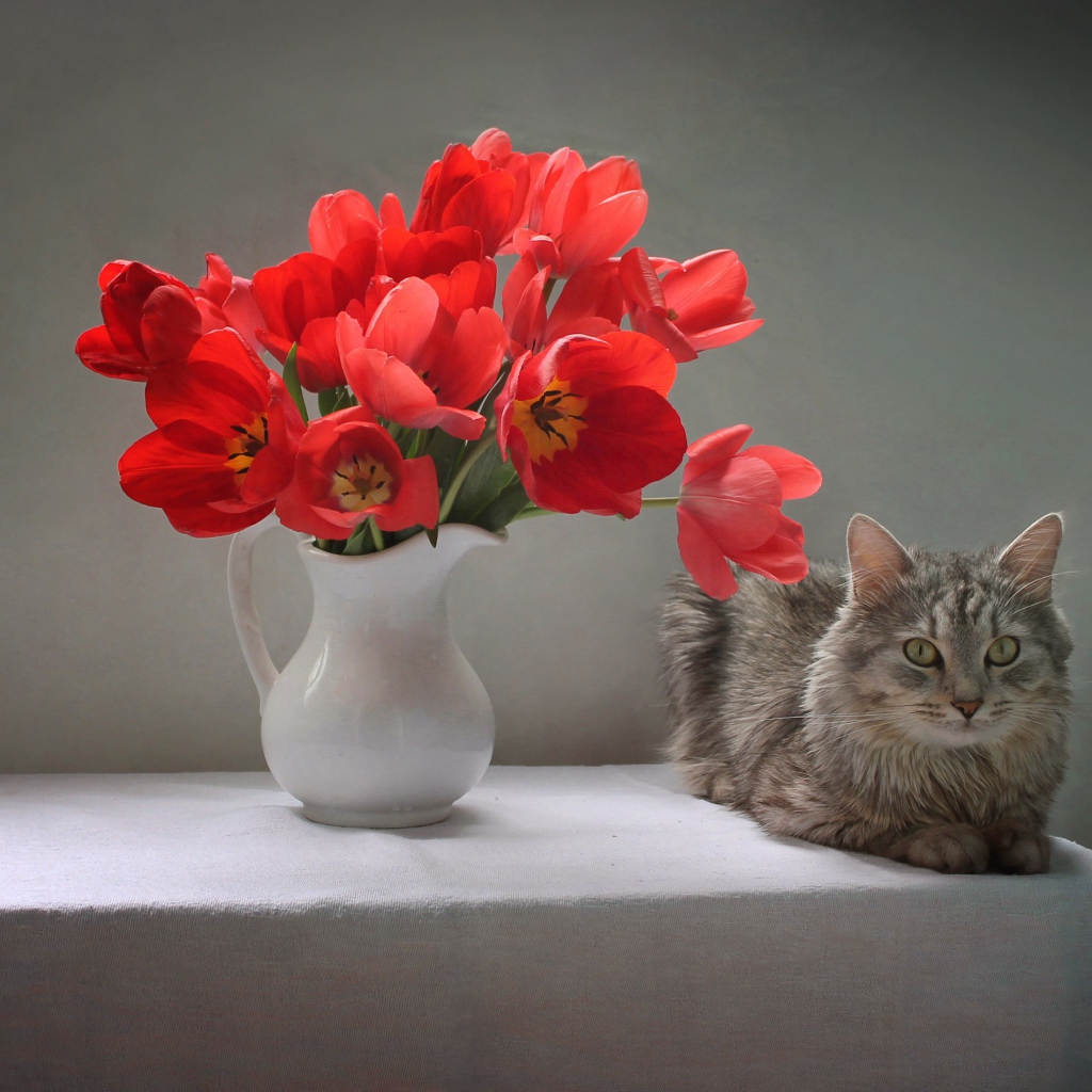 Букет красных тюльпанов в белой вазе на столе с котом