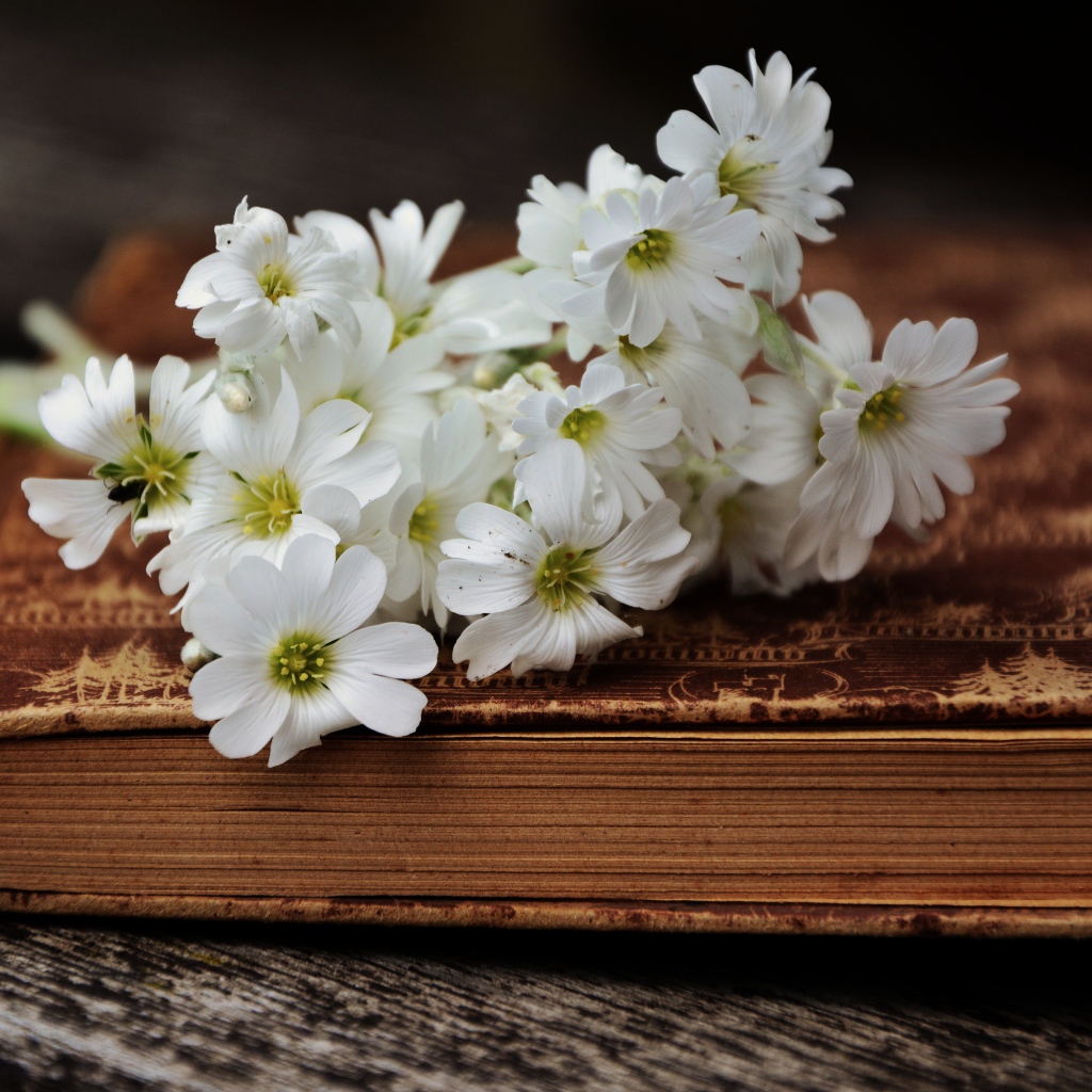 A bouquet of small white flowers lies on an old book
