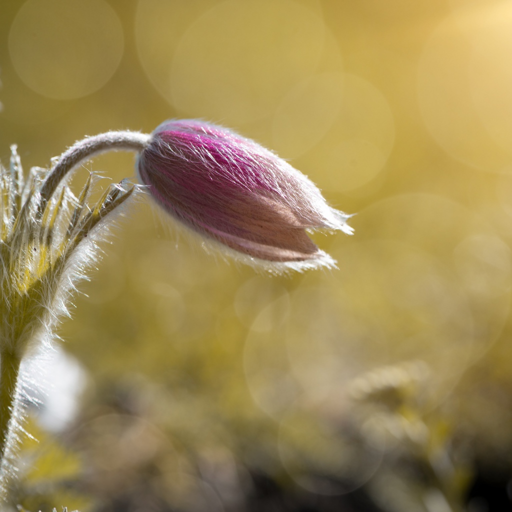 Бутон розового цветка прострел в поле в лучах солнца