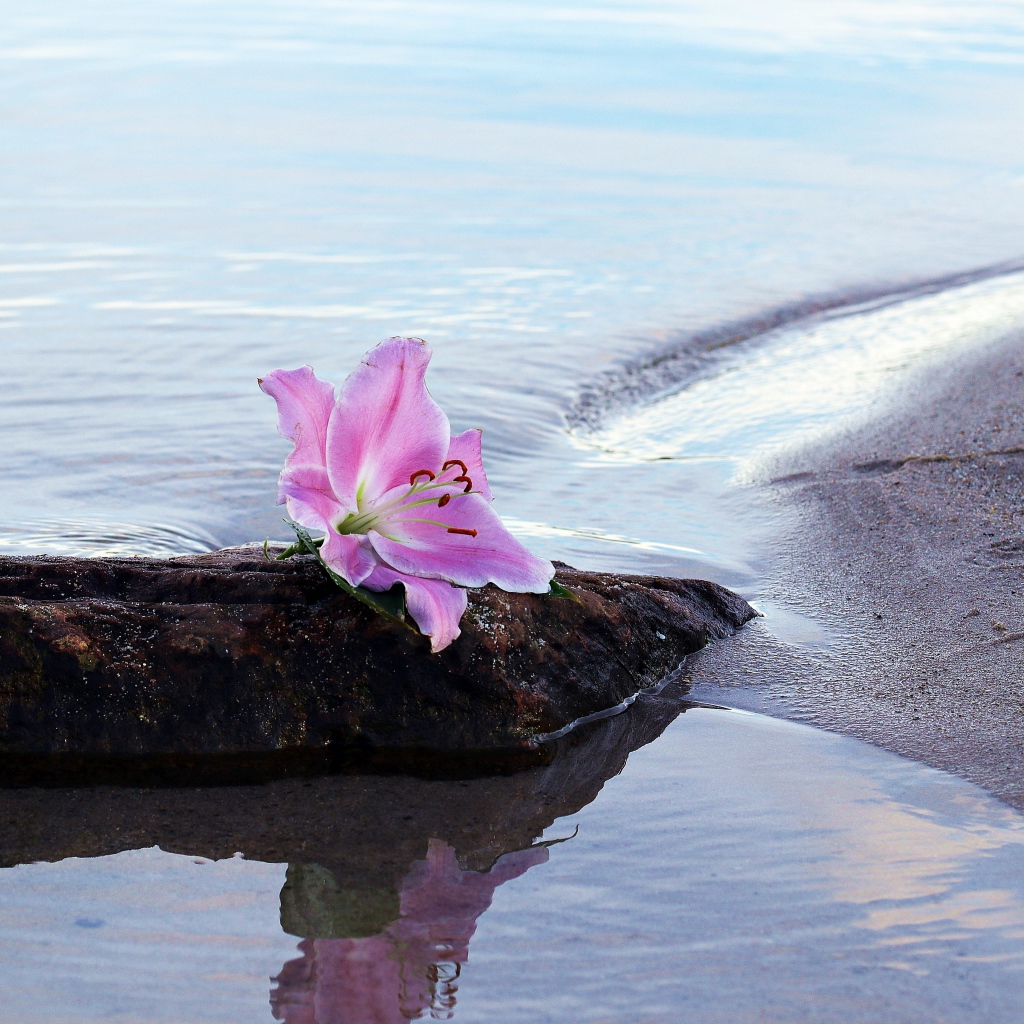Нежный цветок лилии лежит на камне у воды