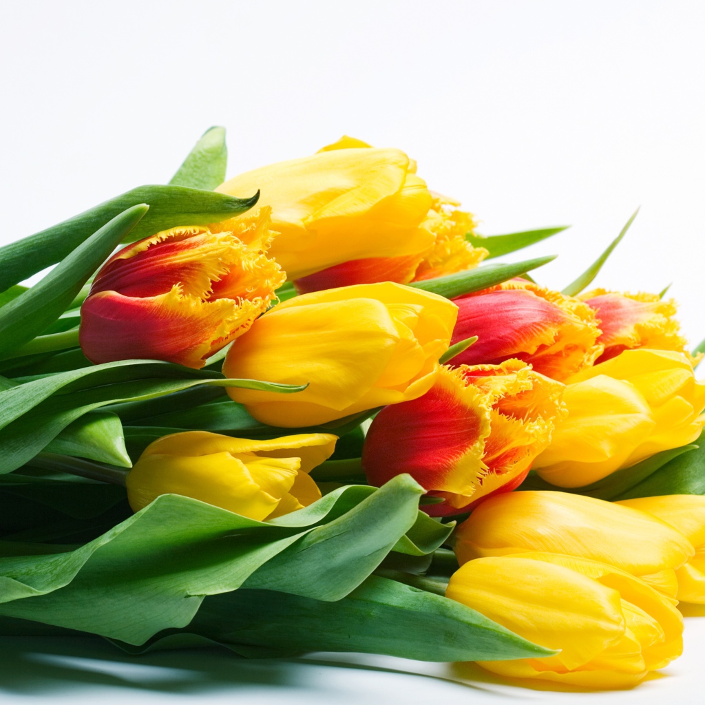 Большой букет желтых тюльпаном на белом фоне