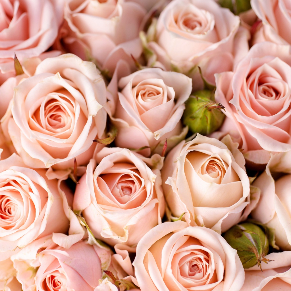 Много кремовых роз с бутонами крупным планом 