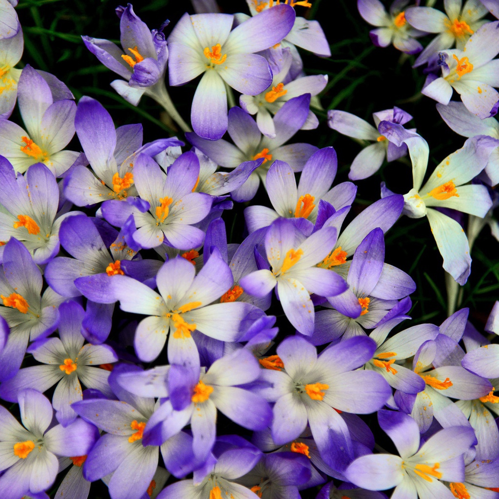 Много сиреневых крокусов крупным планом