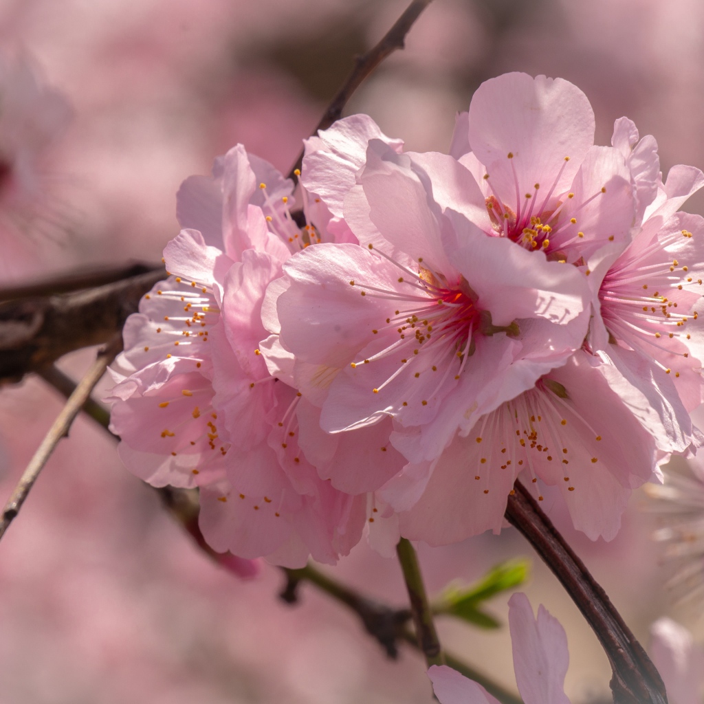 Много розовых цветов сакуры на ветке 