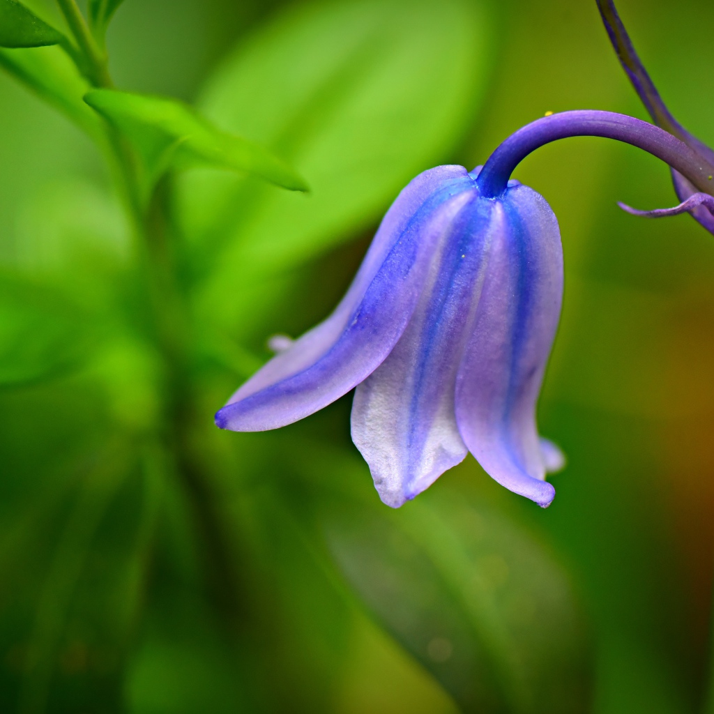 Красивый синий колокольчик крупным планом
