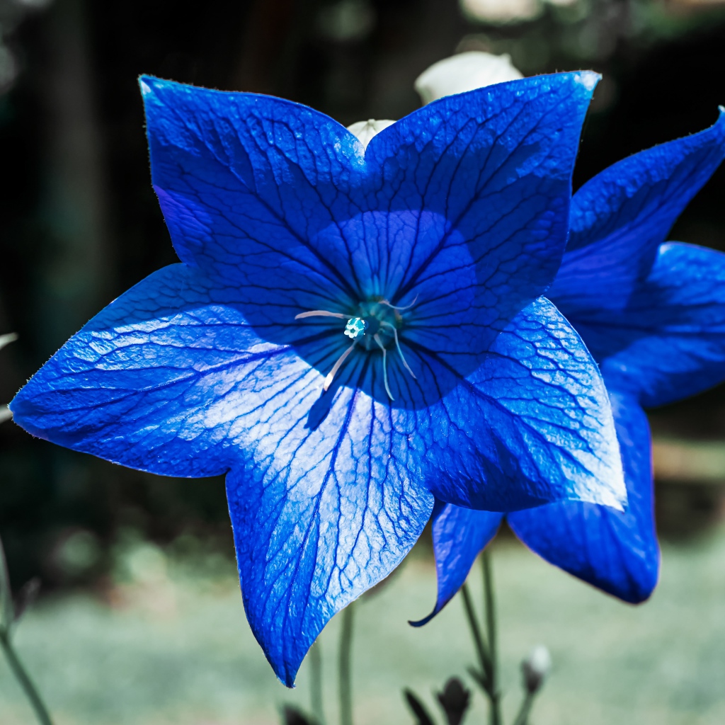 Красивые синие цветы колокольчика 
