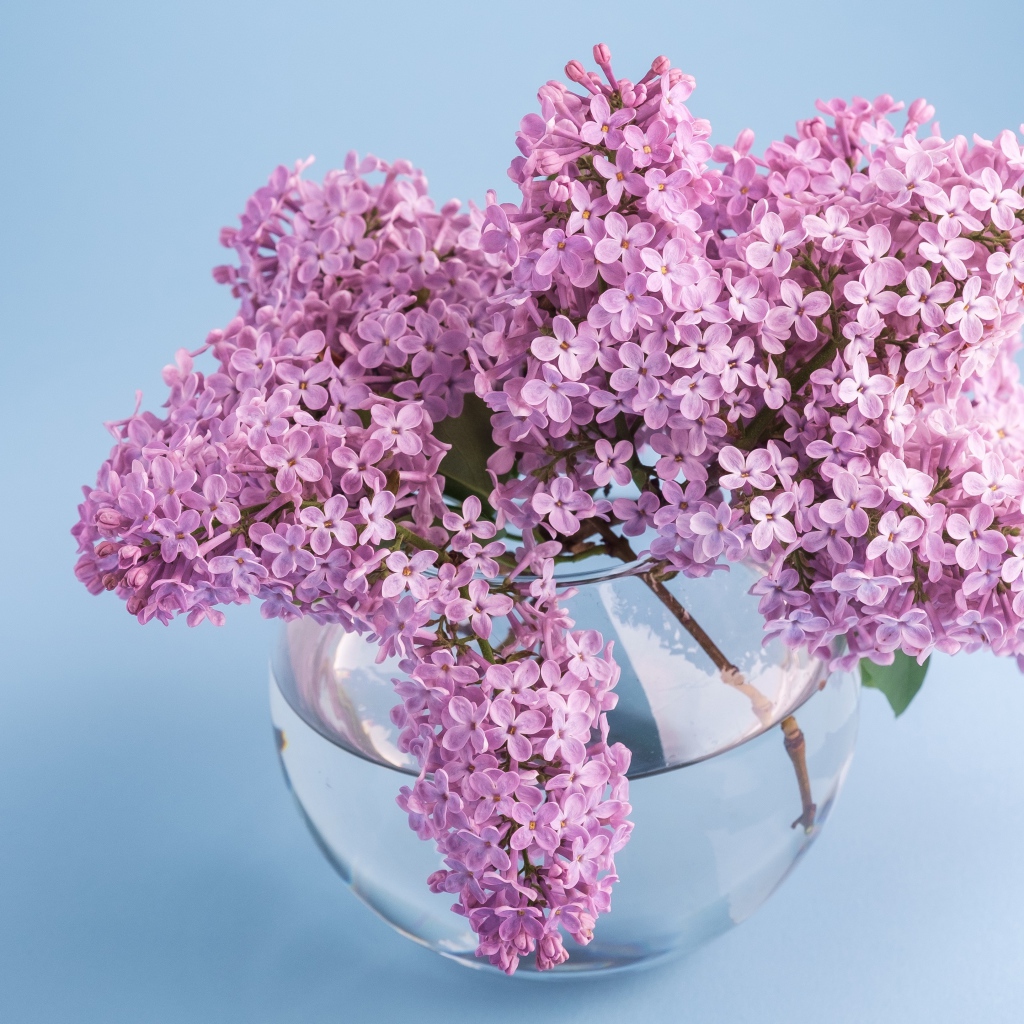 Красивый букет сирени в прозрачной вазе на голубом фоне