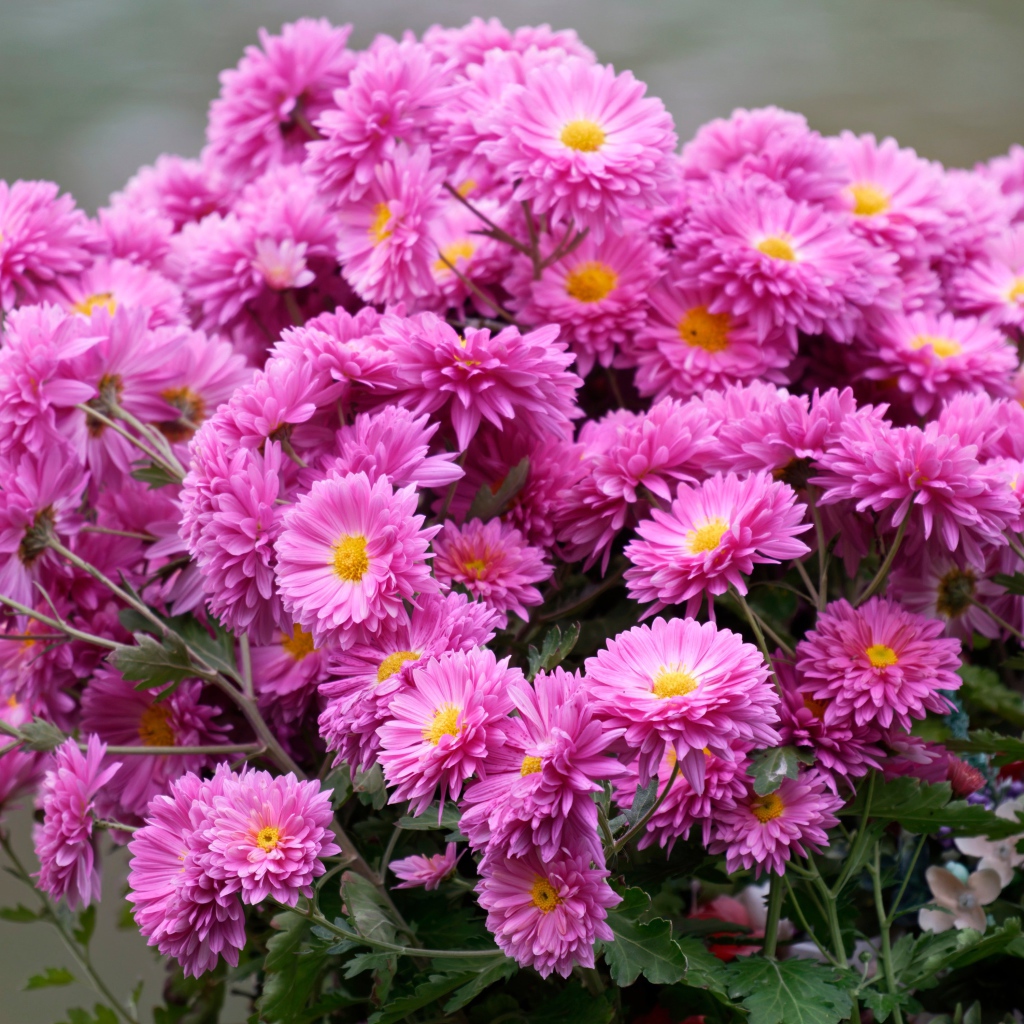 Красивый букет розовых цветов хризантемы 