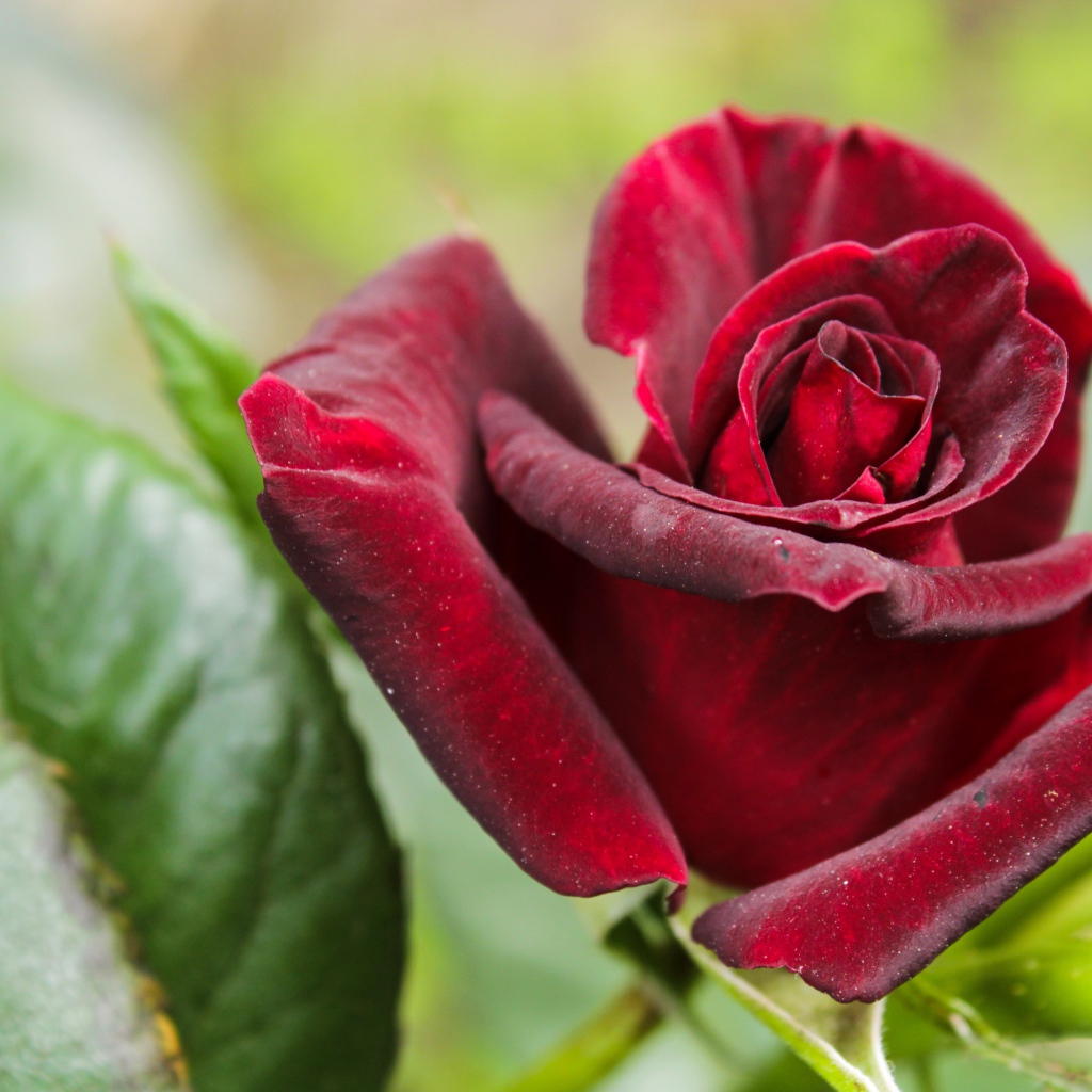 Красивая бордовая роза с зелеными листьями крупным планом