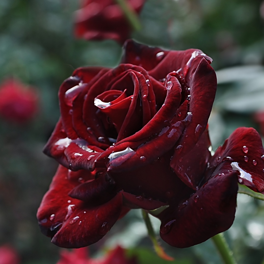 Красивые бордовые розы в каплях росы