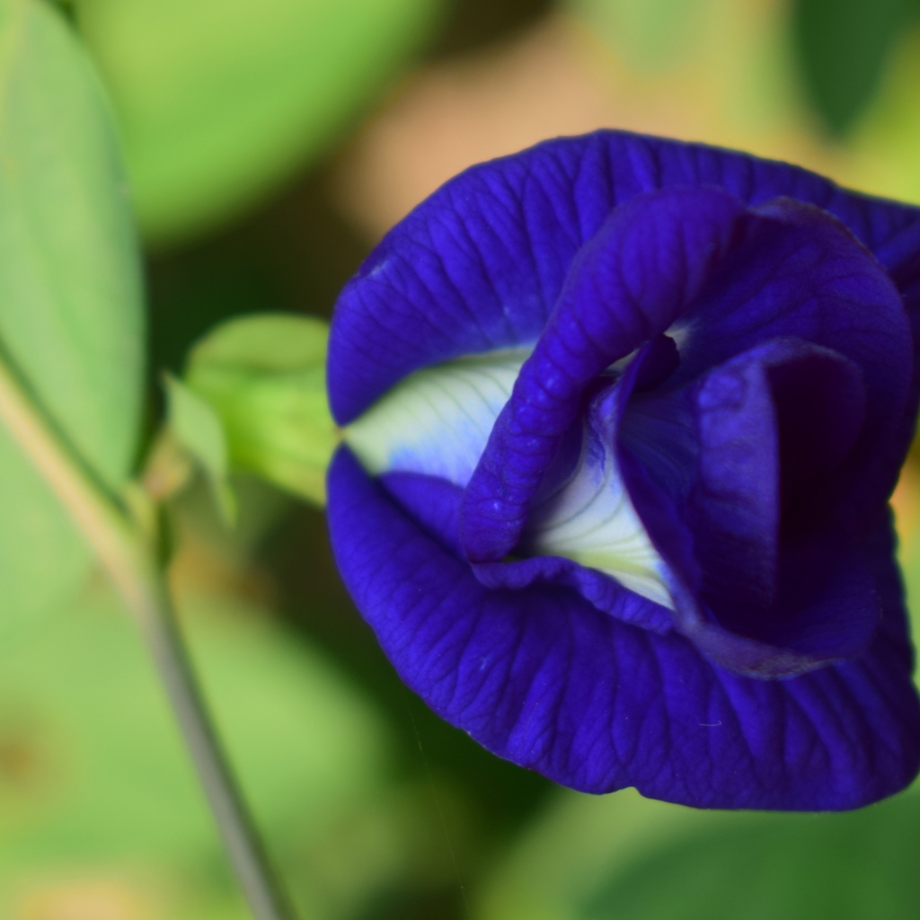 Красивый нежный синий цветок ипомеи 