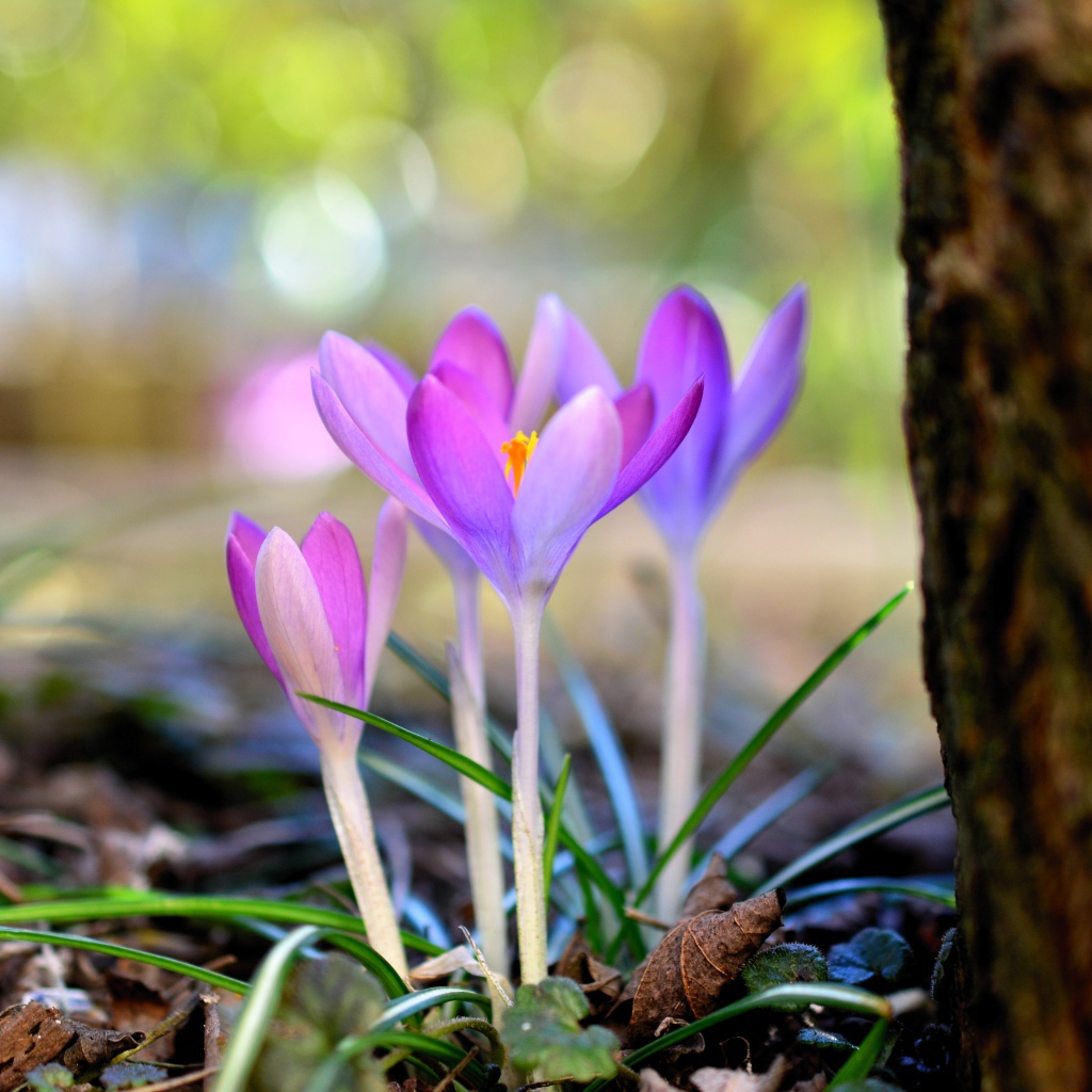 Красивые нежные сиреневые крокусы у дерева весной