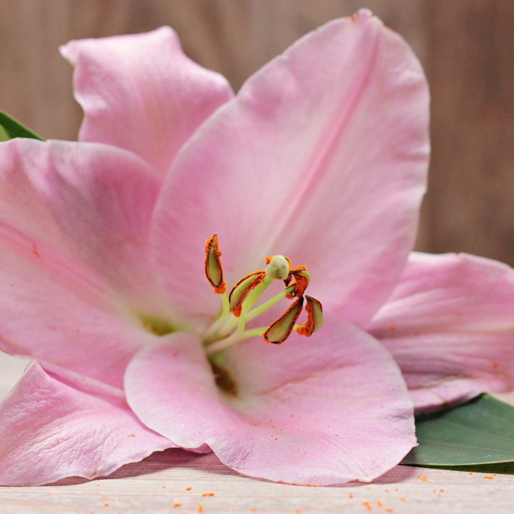 Красивая нежная розовая лилия на столе 