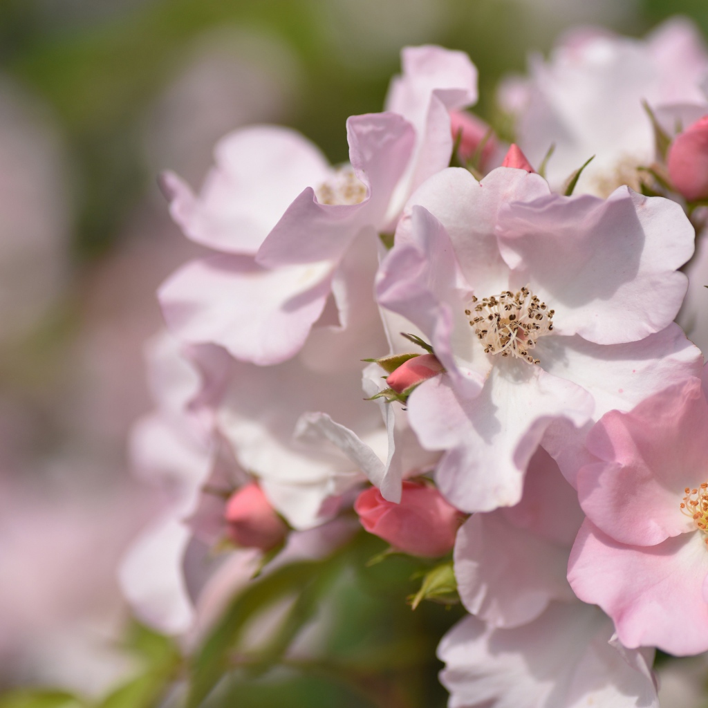 Красивые нежные розовые цветы розы