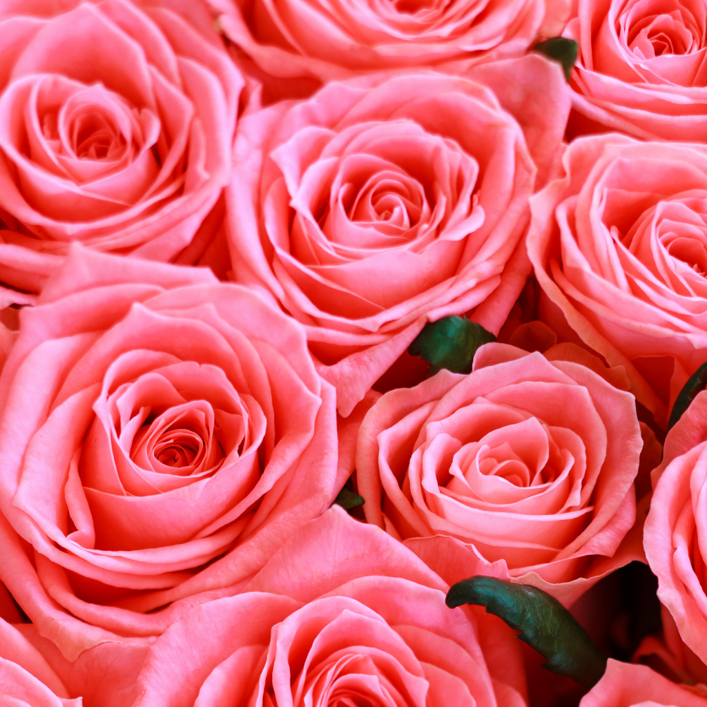 Красивые нежные розовые бутоны розы крупным планом 