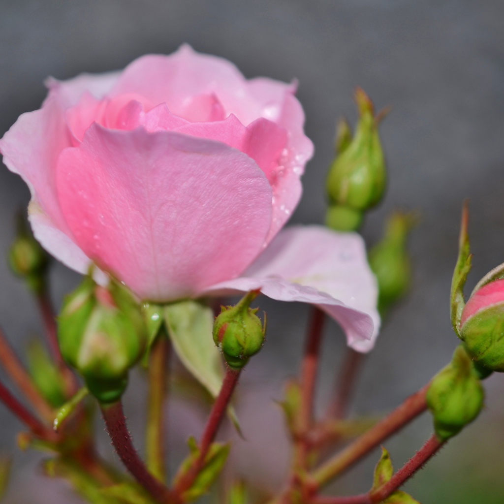 Красивые нежные розовые розы с бутонами крупным планом