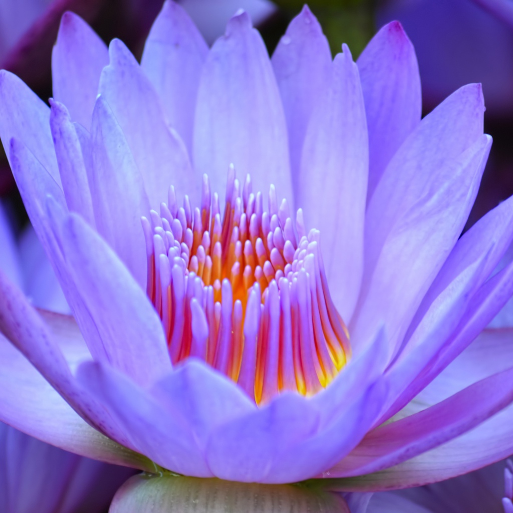 Красивый нежный фиолетовый цветок лотоса крупным планом 