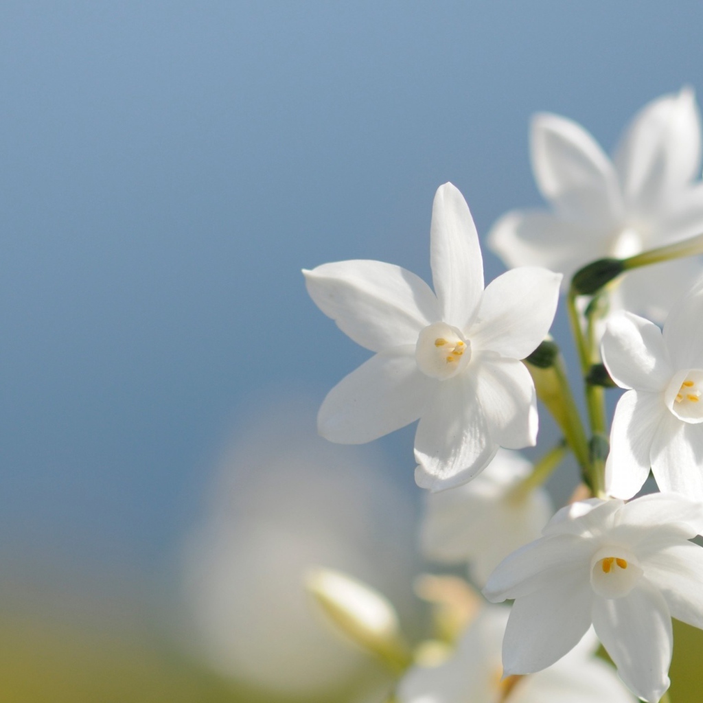 Красивые нежные белые цветы нарцисса на голубом фоне