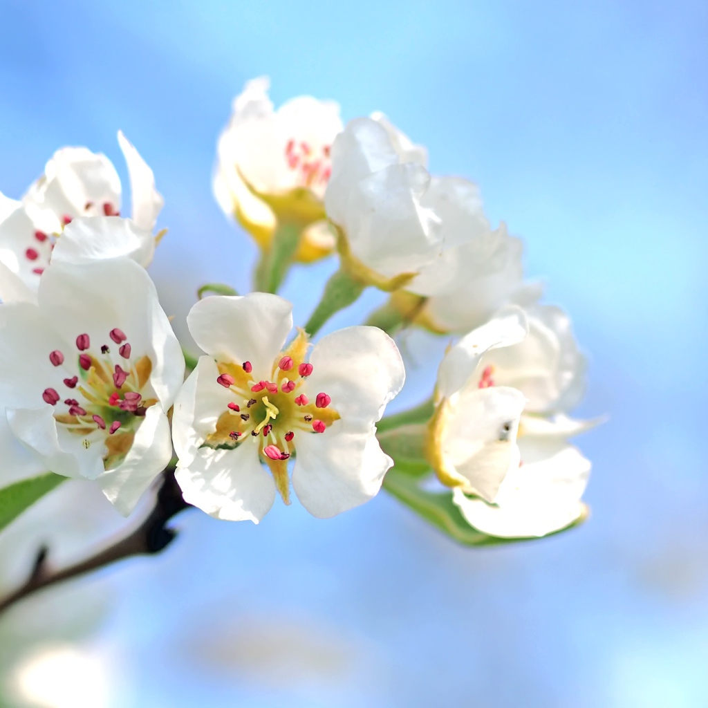 Красивые нежные белые цветы груши на фоне голубого неба 