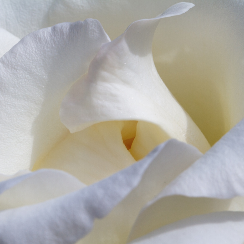 Красивые нежные белые лепестки розы крупным планом