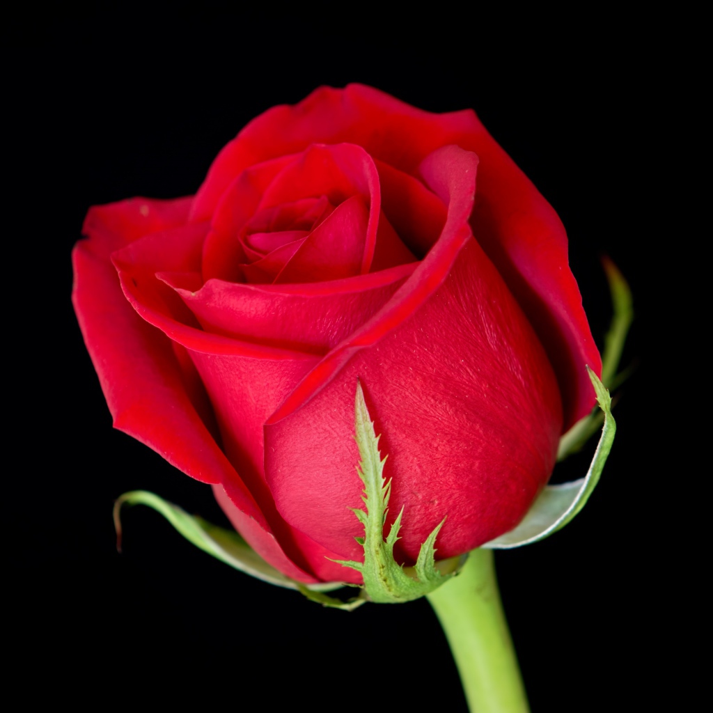 Красивый цветок алой английской розы на черном фоне 