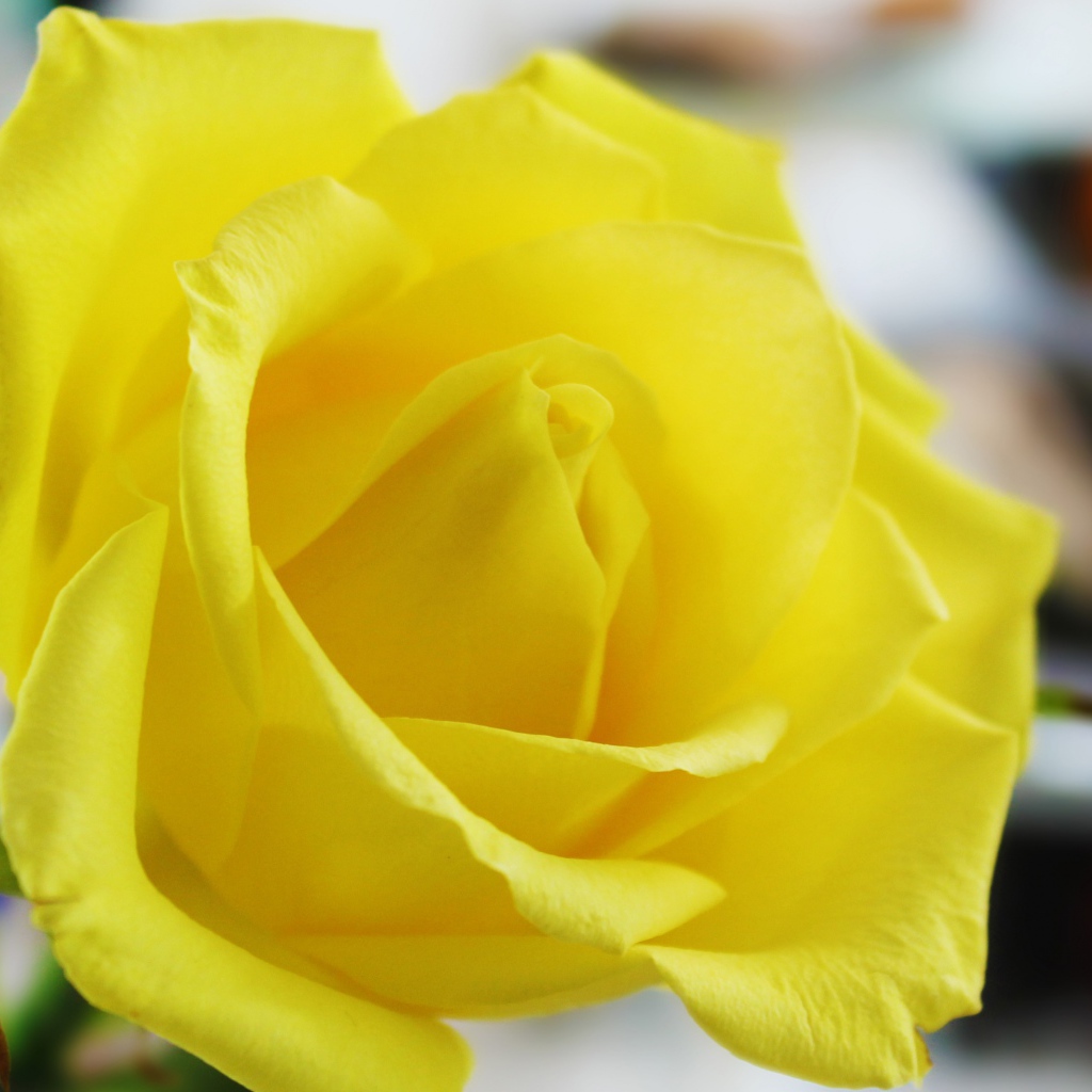 Красивая свежая желтая роза крупным планом