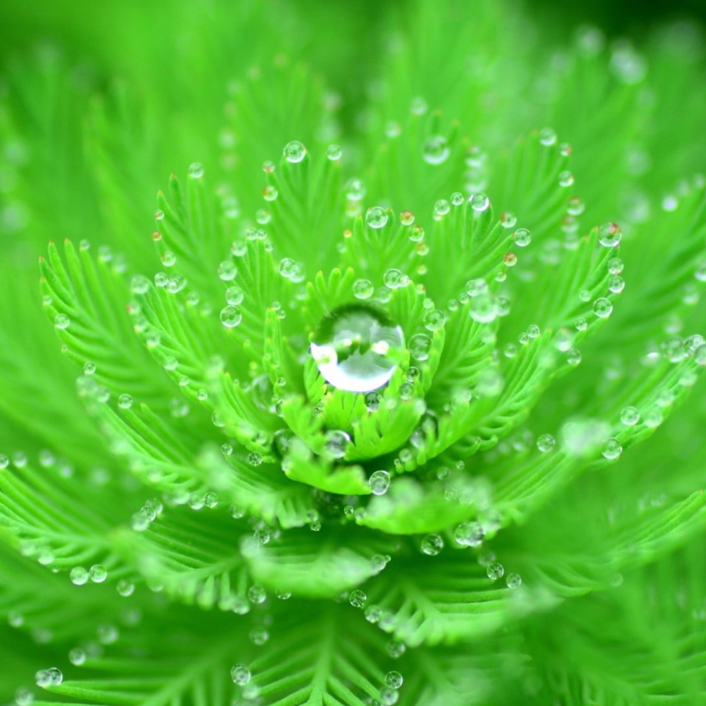 Красивый зеленый цветок с каплями росы 