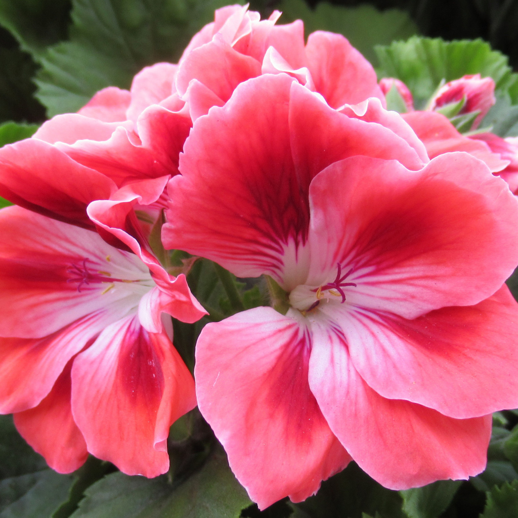 Красивый комнатный цветок герань с розовыми цветами