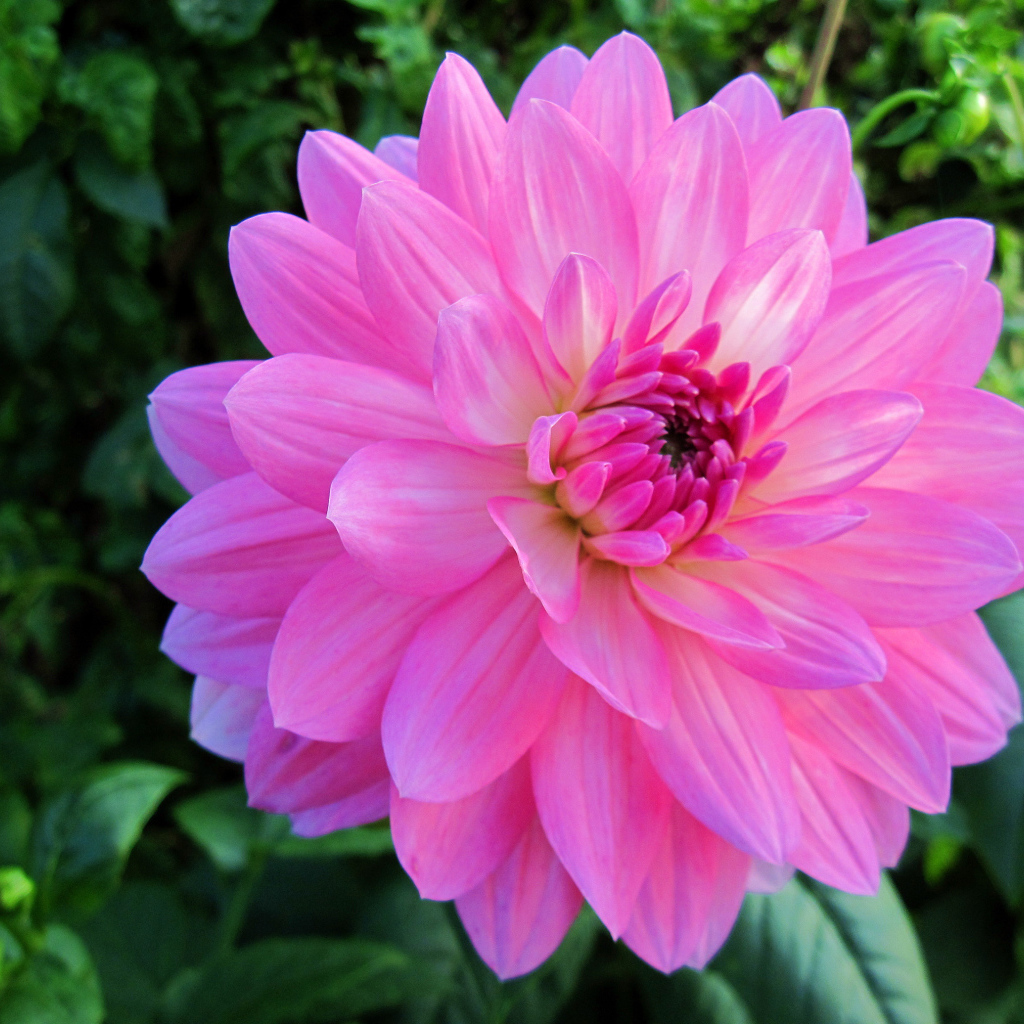 Красивый крупный розовый цветок георгины на клумбе 