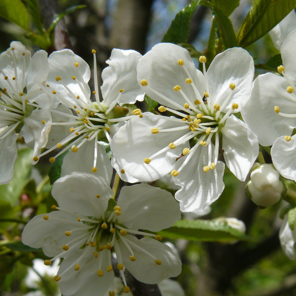 Красивые крупные белые цветы черешни на ветке 