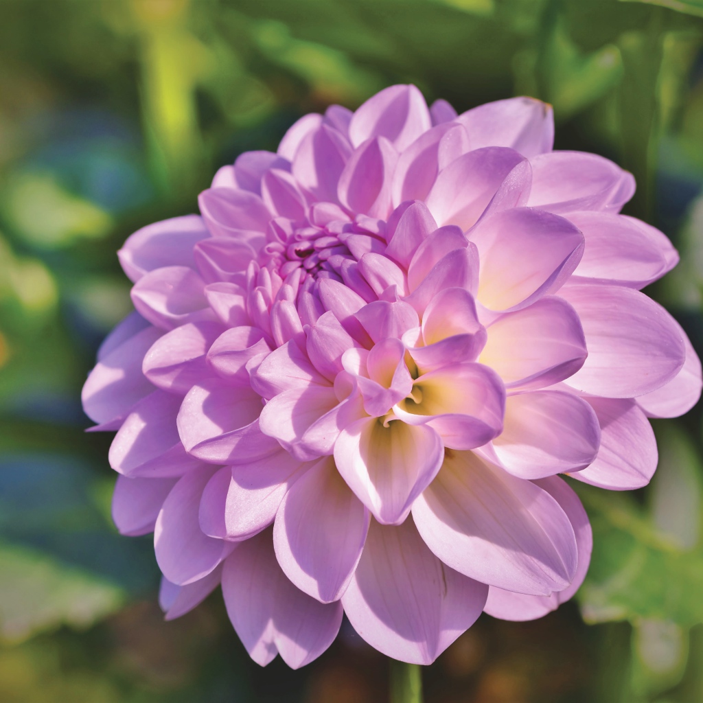 Красивый сиреневый нежный цветок садовой георгины