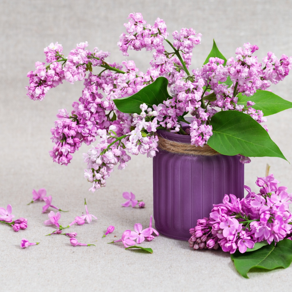 Красивая сирень в вазе на сером фоне