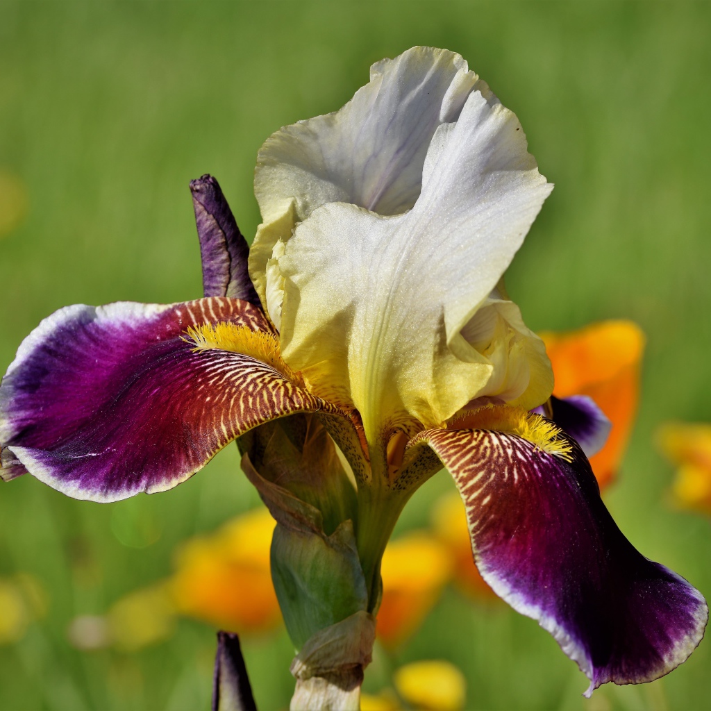 Beautiful lilac iris flower close up