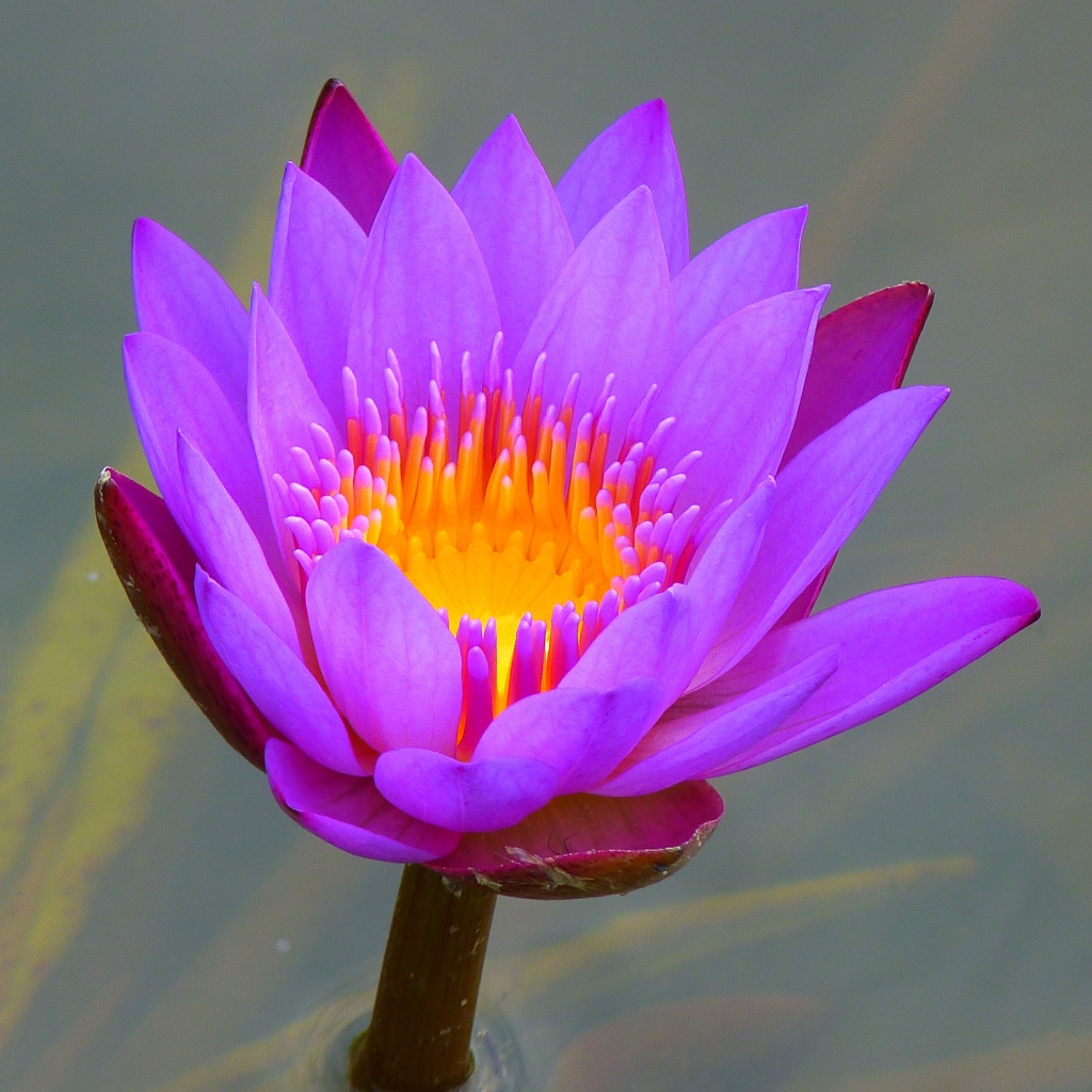 Красивый сиреневый цветок лотоса в воде