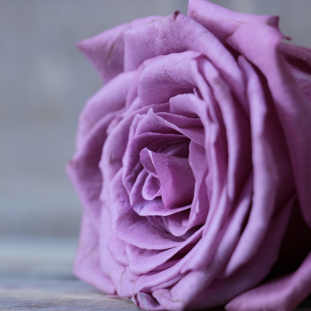 Красивый цветок сиреневой розы на сером фоне
