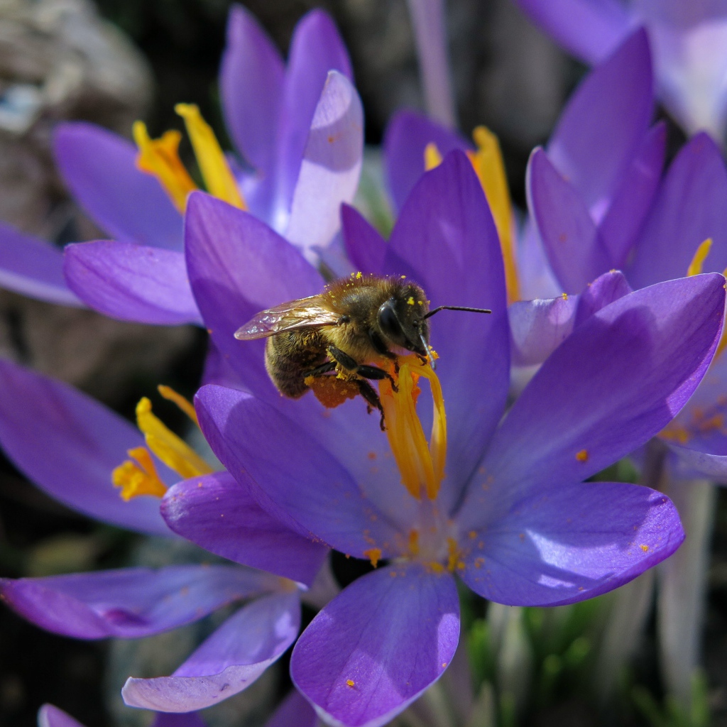 Красивые маленькие нежные сиреневые крокусы с пчелой 