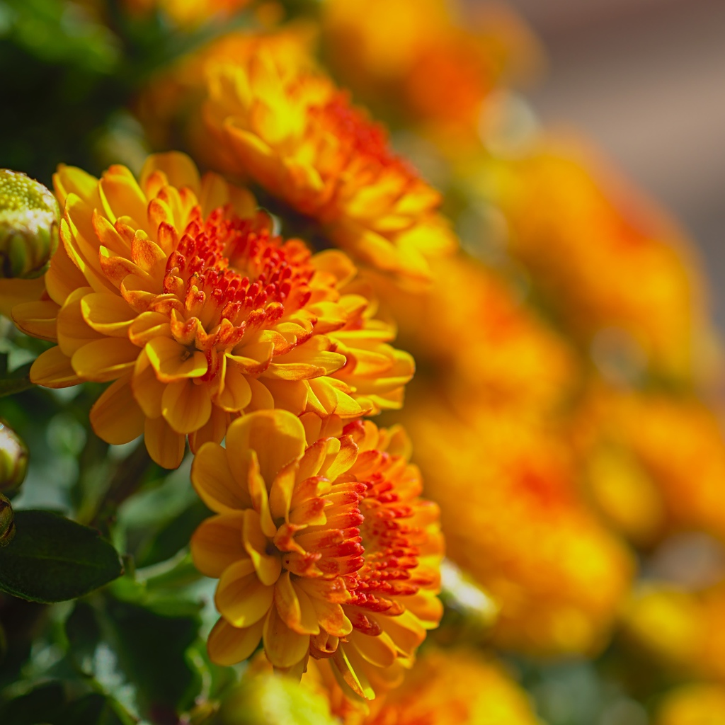 Красивые оранжевые осенние хризантемы в лучах солнца 