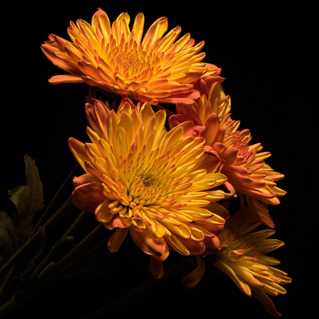 Красивые оранжевые хризантемы на черном фоне