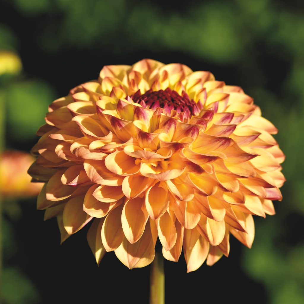 Красивая оранжевая георгина крупным планом на клумбе 