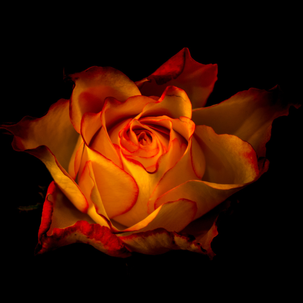 Красивая оранжевая роза крупным планом на черном фоне