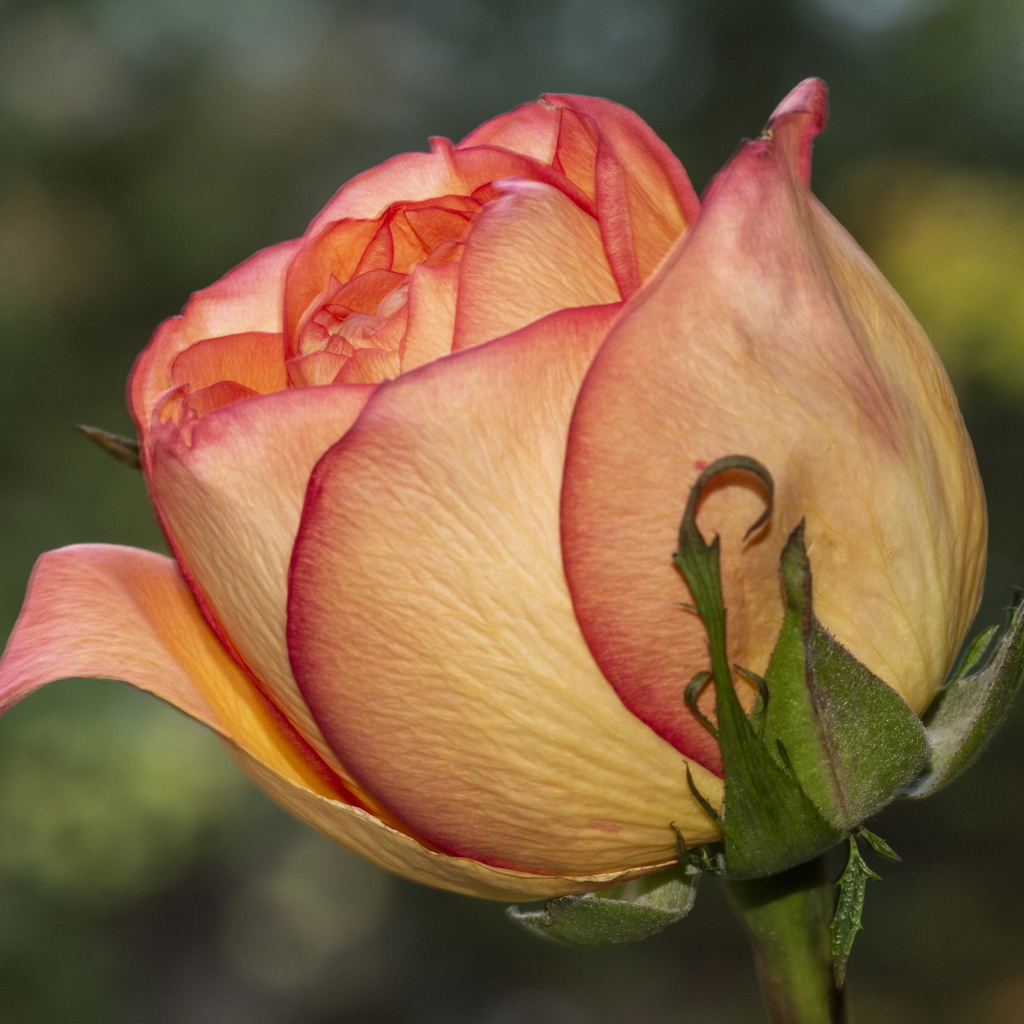 Красивая оранжевая роза крупным планом на клумбе