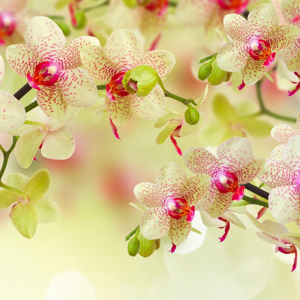 Красивый цветок орхидеи с бутонами на ветке 