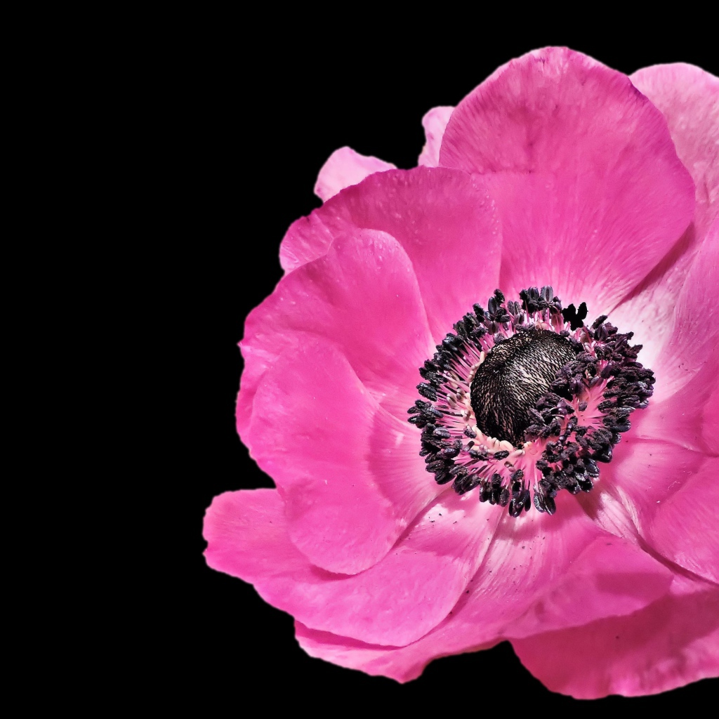 Beautiful pink anemone flower on black background