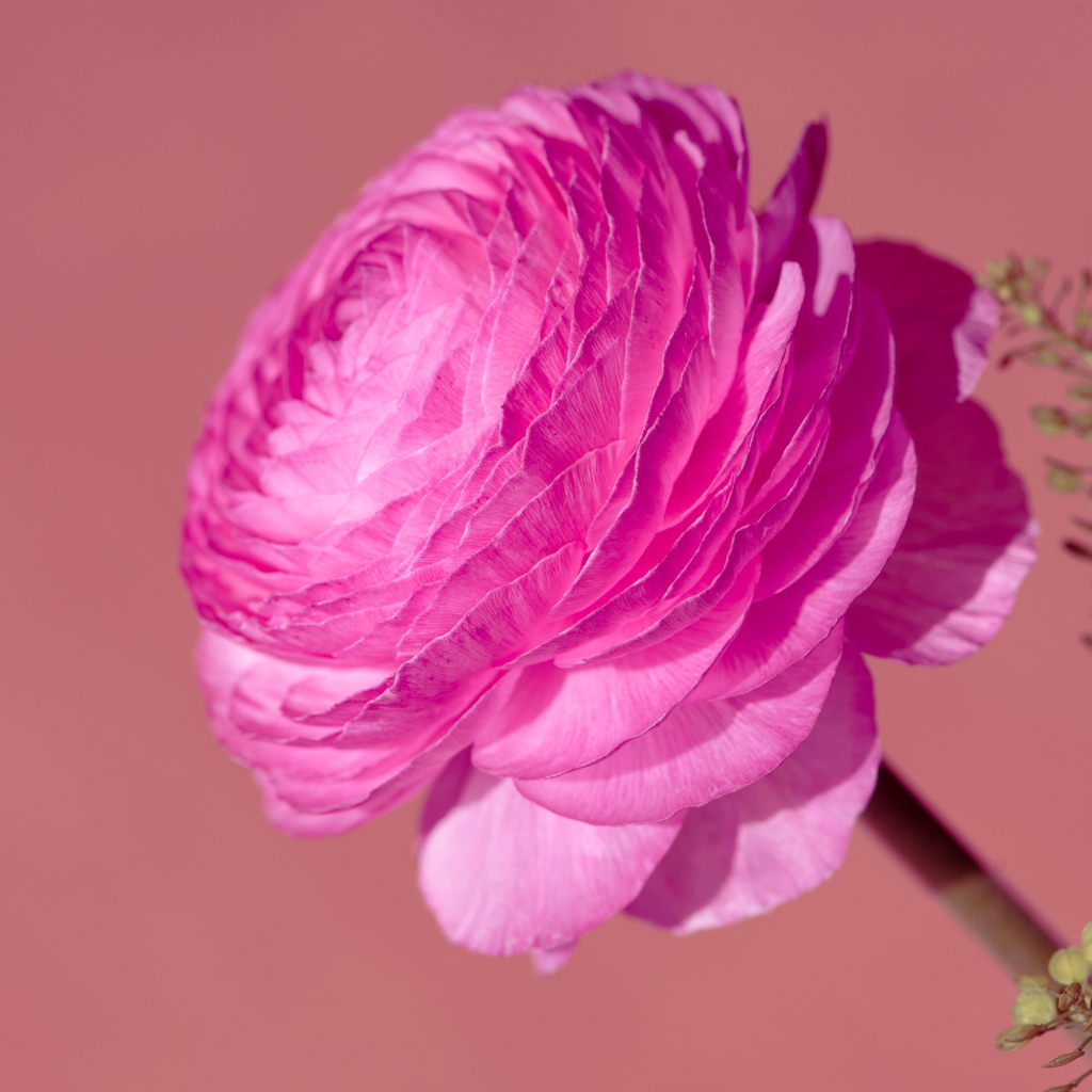 Красивый розовый цветок лютика крупным планом