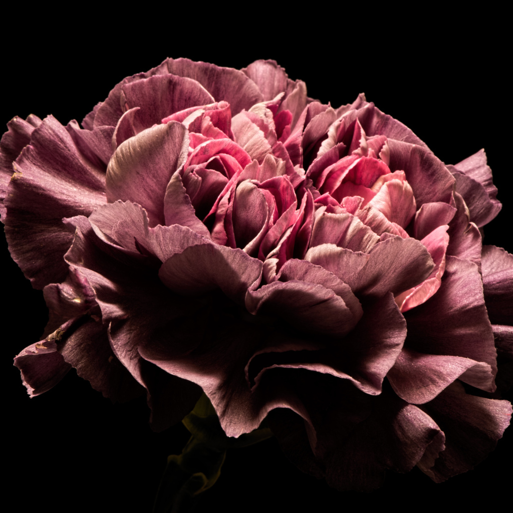 Красивый розовый цветок гвоздики на черном фоне