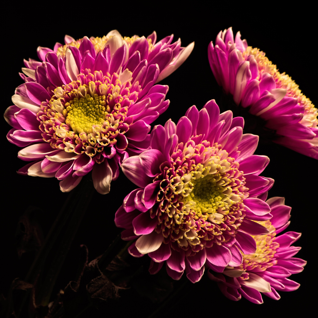 Красивые розовые хризантемы на черном фоне
